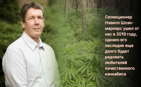 История сорта Northern Lights