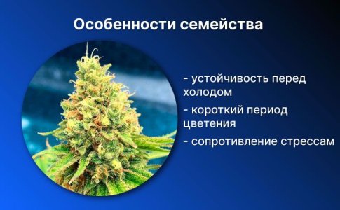 Особенности сорта конопли Northern Lights