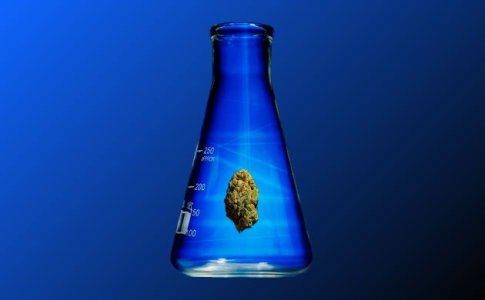 Сушка и пролечка шишек конопли Сушка и пролечка шишек конопли