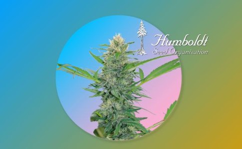 Сорт Amherst Sour Diesel Humboldt Seeds Сорт Amherst Sour Diesel Humboldt Seeds