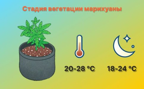 Температура для стадии вегетации конопли