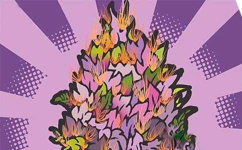 Семейства сортов конопли Семейства сортов конопли