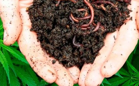 Особенности каждого метода выращивания конопли Особенности каждого метода выращивания конопли