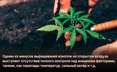 Плюсы и минусы выращивания конопли в гидропонике и почве Плюсы и минусы выращивания конопли в гидропонике и почве