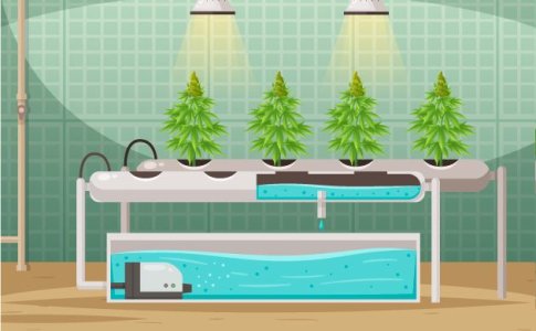 Гидропоника или почва для конопли Гидропоника или почва для конопли