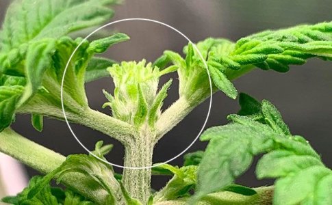 FIM-обрезка конопли – фиминг конопли FIM-обрезка конопли – фиминг конопли