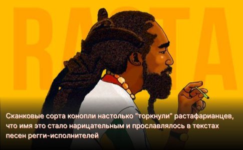 История сорта Skunk