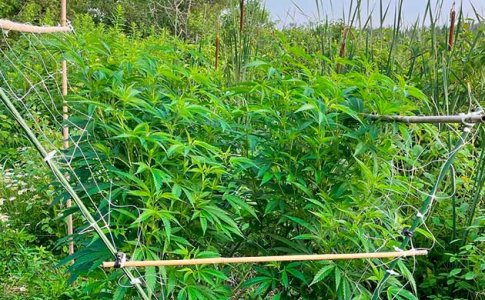 Необычная форма кустов конопли