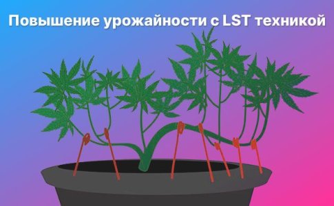 Техника LST для конопли