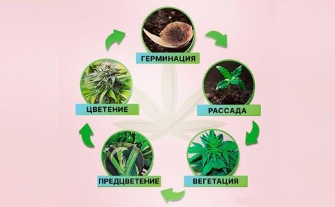 Жизненный цикл конопли Жизненный цикл конопли