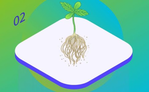 Развитие саженца конопли Развитие саженца конопли