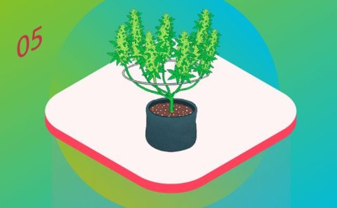 Сбор урожая конопли Сбор урожая конопли