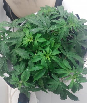 20230417_173158.jpg 20230417_173158.jpg