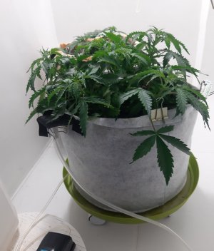 20230417_174100.jpg 20230417_174100.jpg