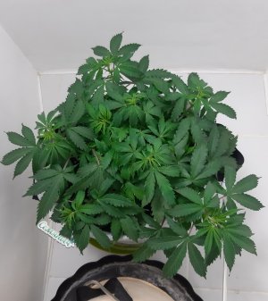 20230417_184915.jpg 20230417_184915.jpg