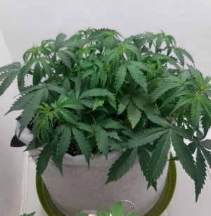 20230417_193243.jpg 20230417_193243.jpg