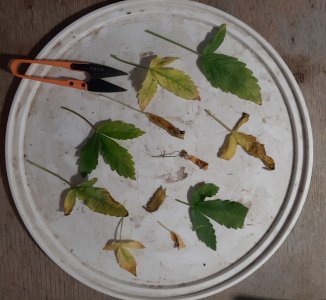 20230417_201824.jpg 20230417_201824.jpg