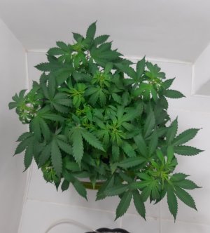 20230417_205128.jpg 20230417_205128.jpg