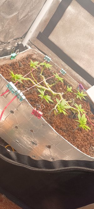 IMG_20230418_090113.jpg IMG_20230418_090113.jpg