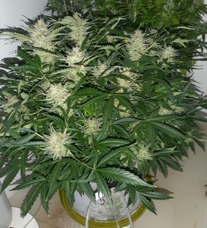 20230421_122917.jpg 20230421_122917.jpg