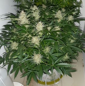 20230421_123418.jpg 20230421_123418.jpg