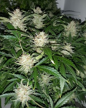 20230421_125709.jpg 20230421_125709.jpg