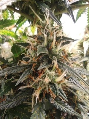 IMG_20230421_122531.jpg IMG_20230421_122531.jpg