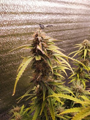 IMG_20230421_181158.jpg IMG_20230421_181158.jpg