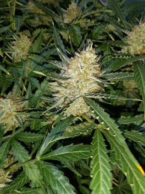 20230422_194922.jpg 20230422_194922.jpg