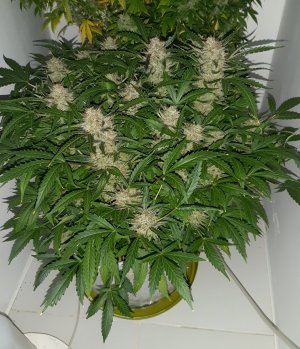 20230422_204047.jpg 20230422_204047.jpg