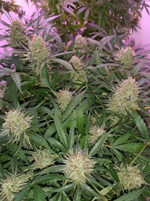 20230422_203912.jpg 20230422_203912.jpg