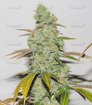 1682193085197.png 1682193085197.png