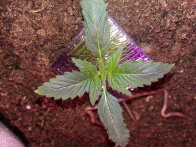 IMG_20230421_184119.jpg IMG_20230421_184119.jpg