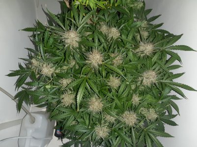 20230424_094934.jpg 20230424_094934.jpg