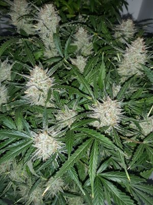 20230424_094946.jpg 20230424_094946.jpg