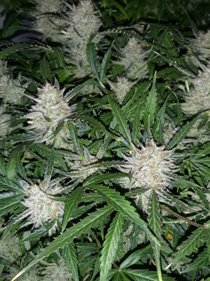 20230424_104752.jpg 20230424_104752.jpg