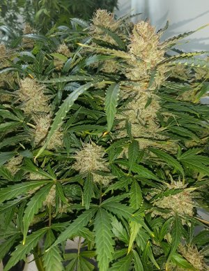 20230424_105716.jpg 20230424_105716.jpg