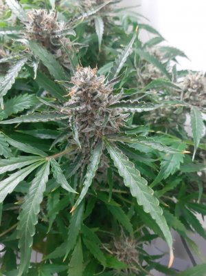 20230424_105659.jpg 20230424_105659.jpg