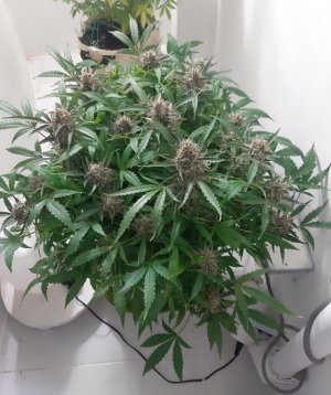 20230424_105845.jpg 20230424_105845.jpg