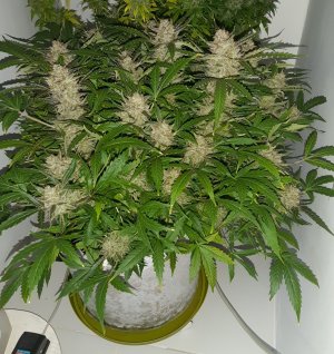 20230425_175847.jpg 20230425_175847.jpg