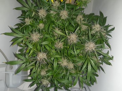 20230425_175811.jpg 20230425_175811.jpg