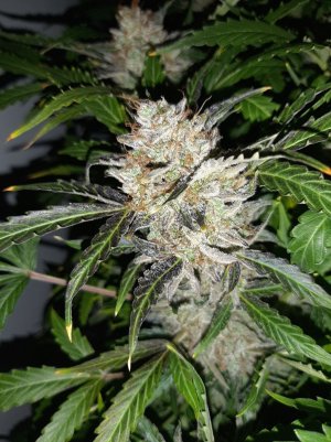 20230425_175748.jpg 20230425_175748.jpg