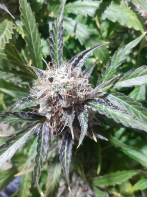 20230425_181647.jpg 20230425_181647.jpg