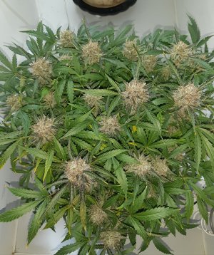 20230425_182129.jpg 20230425_182129.jpg