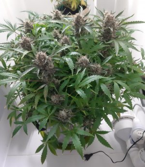 20230425_182214.jpg 20230425_182214.jpg