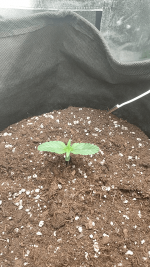 1682435832501.png 1682435832501.png