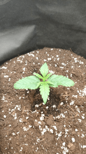 1682435921170.png 1682435921170.png