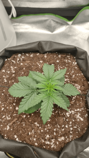 1682436190224.png 1682436190224.png