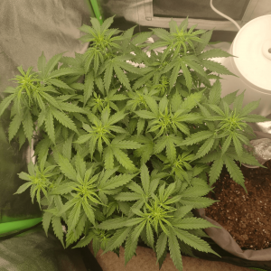 1682437128067.png 1682437128067.png