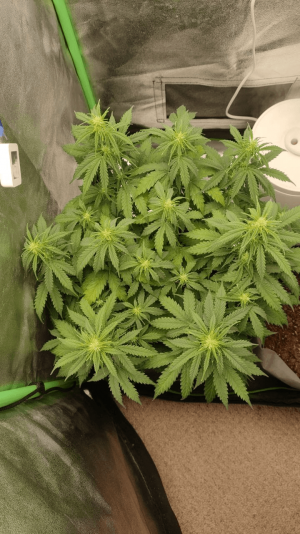 1682437369792.png 1682437369792.png